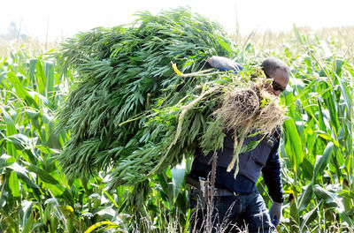Plus de 3500 plants ont été saisis par les forces de l'ordre. DIANA MARTIN/ THE CHATHAM DAILY NEWS/ QMI AGENCY