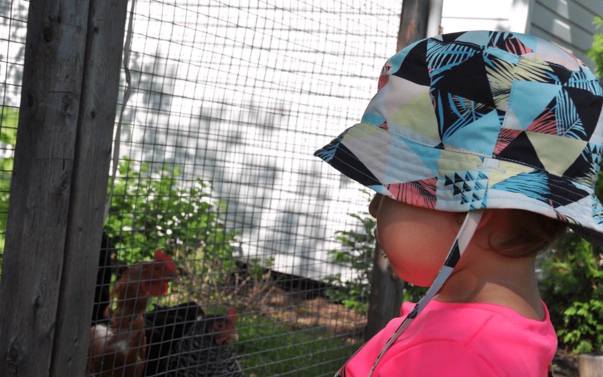 Poules pondeuses à Shawinigan: une formation obligatoire le 17 mars