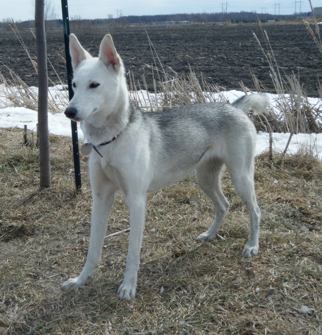 Bélanger