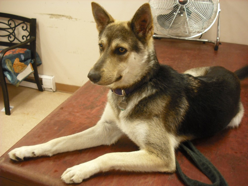 Nova