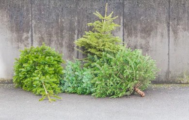 Une collecte de sapins naturels est prévue avant le 6 janvier à Chambly
