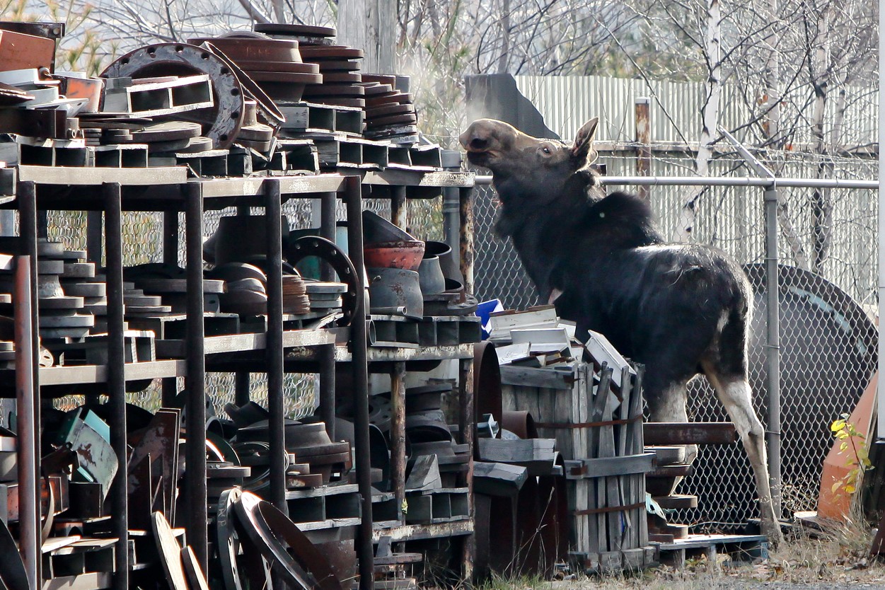 Étant donné que l’animal n’a pas la capacité de reculer, il était dans une fâcheuse position entre la clôture, une rangée des palettes et de tuyaux qui ont déboulé. (Photo: Pascal Cournoyer)