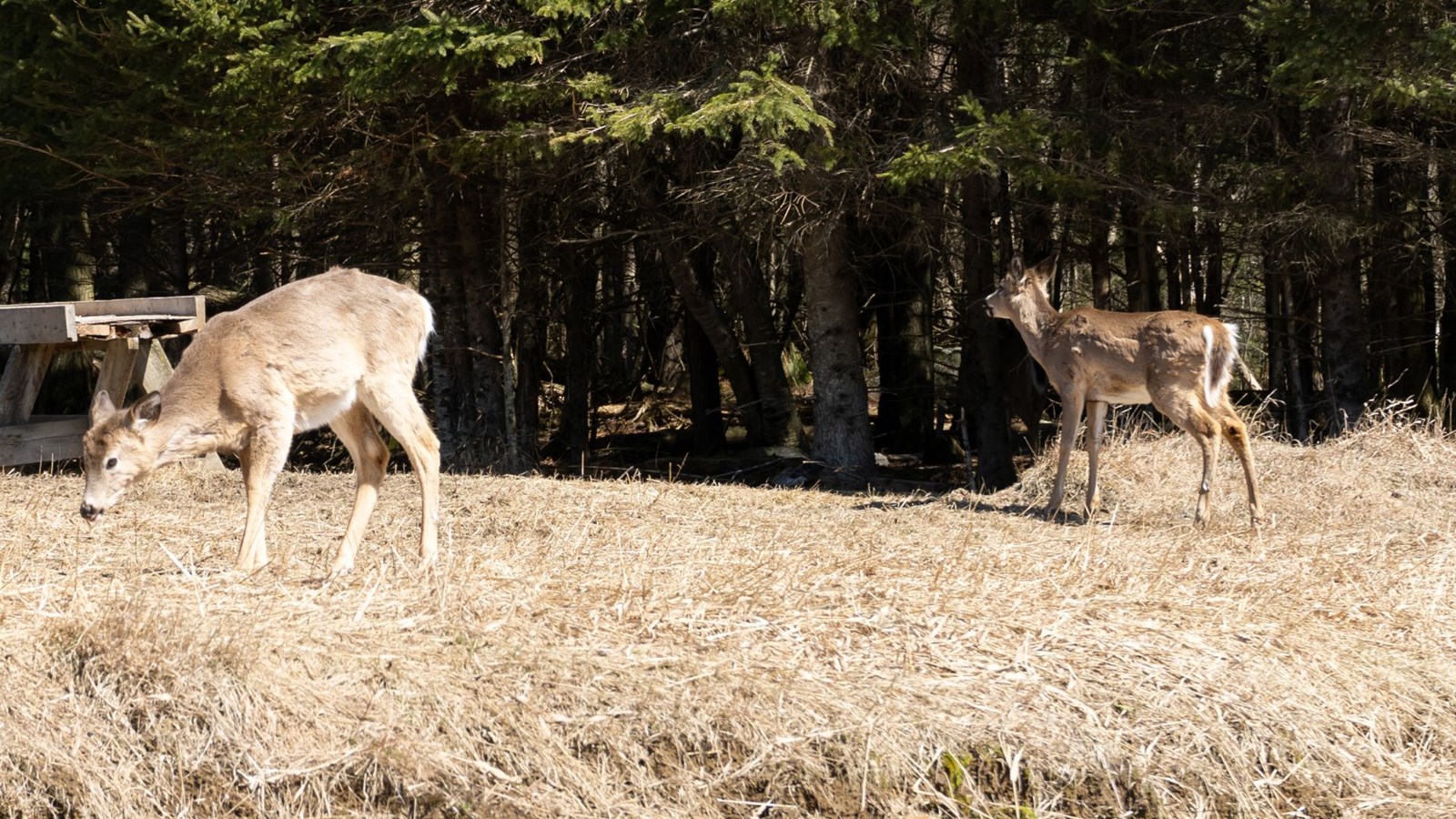 Présence de la grande faune aux abords des routes 