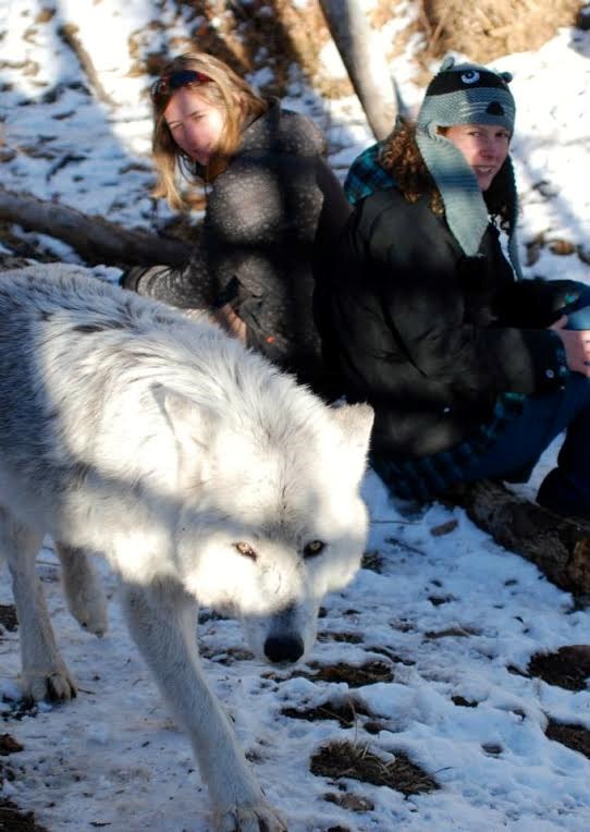L’importance du loup dans l’écosystème