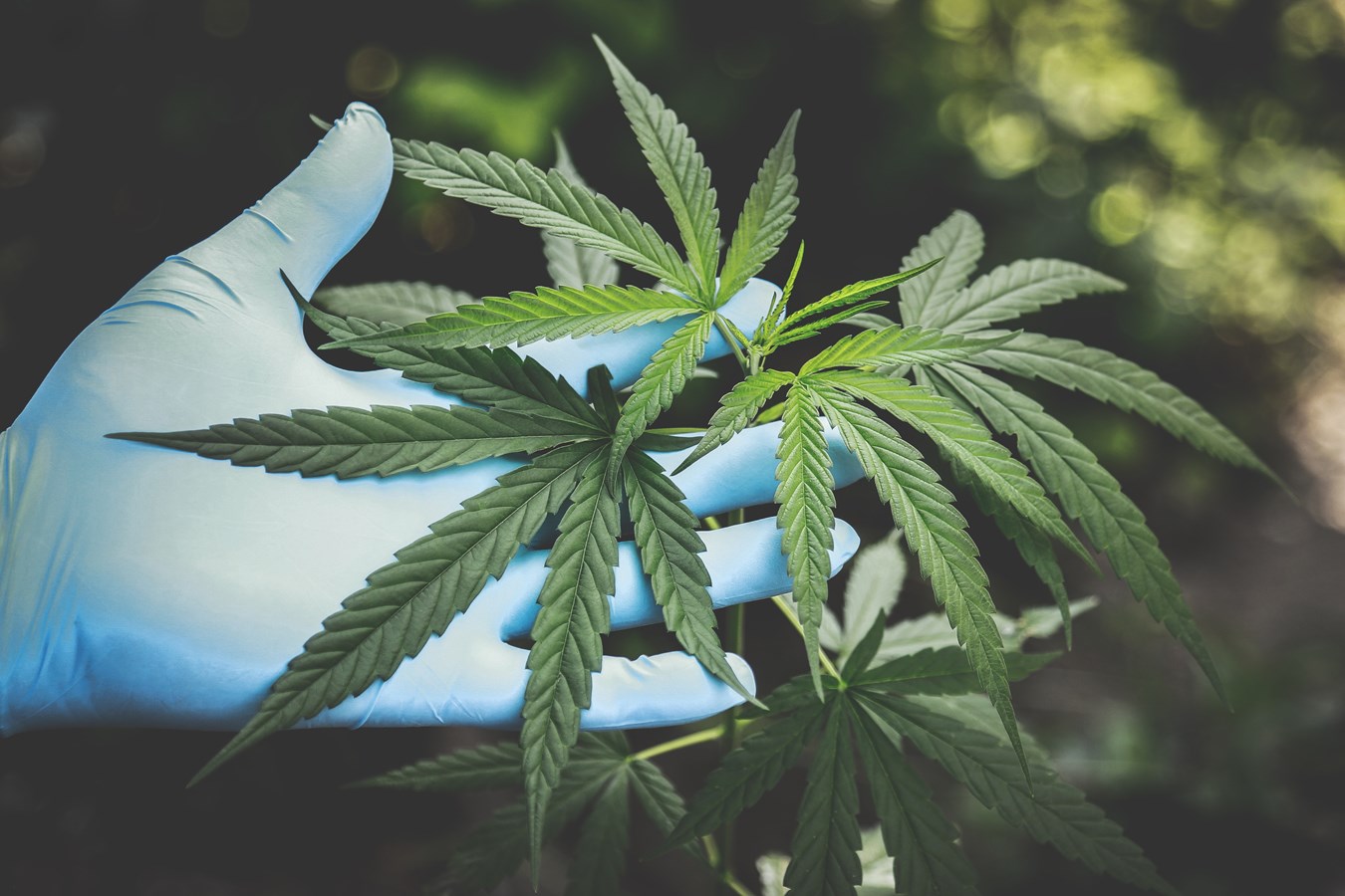 Navaya achève l’installation de son équipement pour la culture verticale automatisée du cannabis