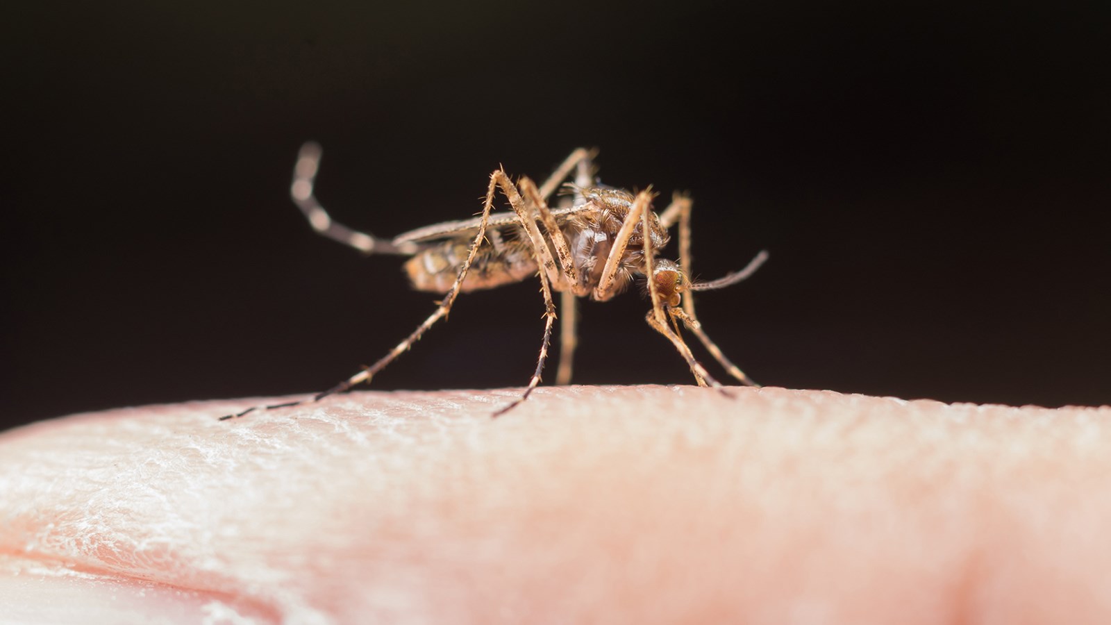 Présence du virus du Nil occidental à Rosemère
