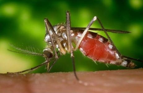 Après une forte recrudescence du virus du Nil occidental (VNO) l'an dernier, 24 cas, l’ASSS de Laval entame déjà des procédures afin de contrer une réapparition de la maladie cet été.
