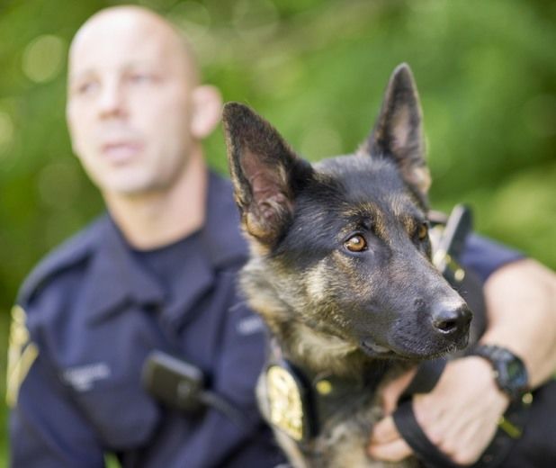 Darky, un berger allemand de deux ans et demi, amorce sa carrière dans la police de Laval, le jeudi 25 juillet 2013. On la voit ici avec son maître, Éric Johnson.