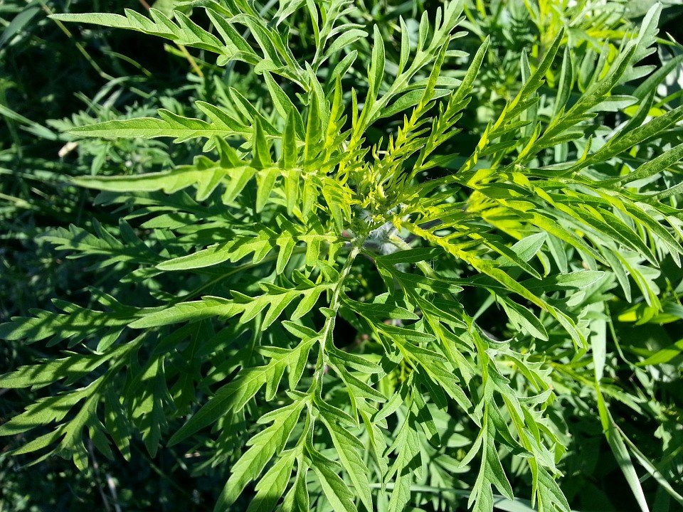 Mi-août : période idéale pour détruire l'herbe à poux