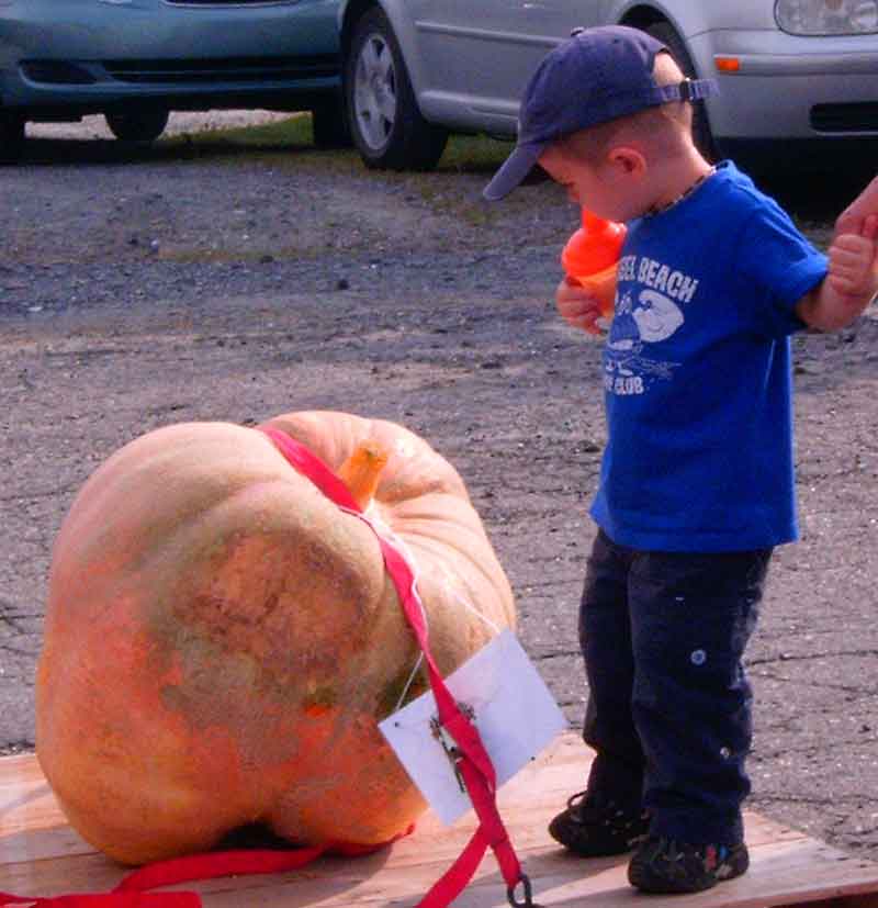 « La Grosse orangée », c’est la fête des citrouilles les mieux « traitées »…