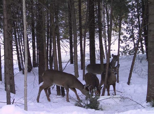 Une chasse miraculeuse