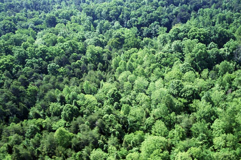 Chaudière-Appalaches sera consulté  dans le cadre du livre vert sur la forêt
