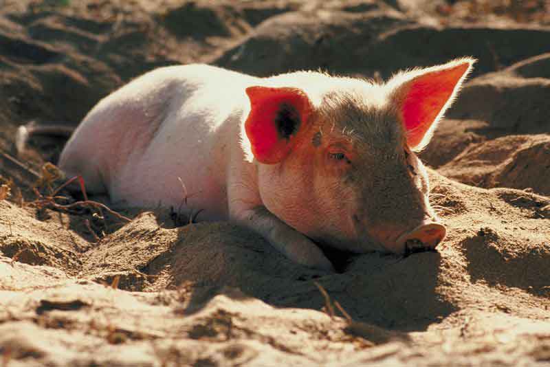 Les producteurs de porcs sonnent l’alarme