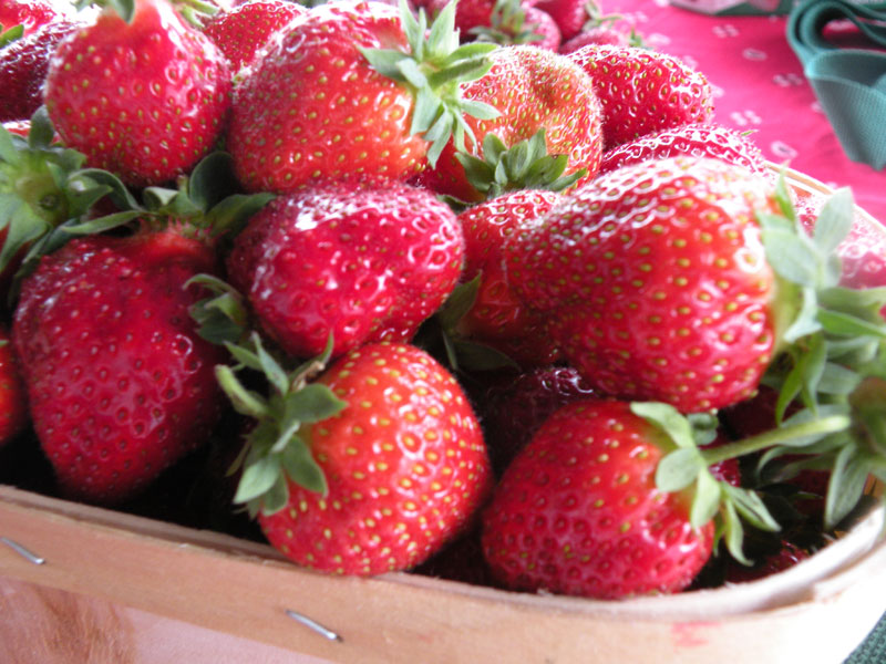 Les fraises en abondance cet été