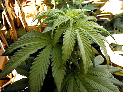 Six arrestations liées à la drogue en Beauce-Amiante