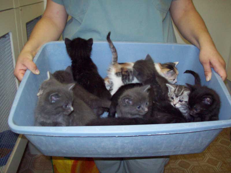 La SPA compte déjà trop de chats.