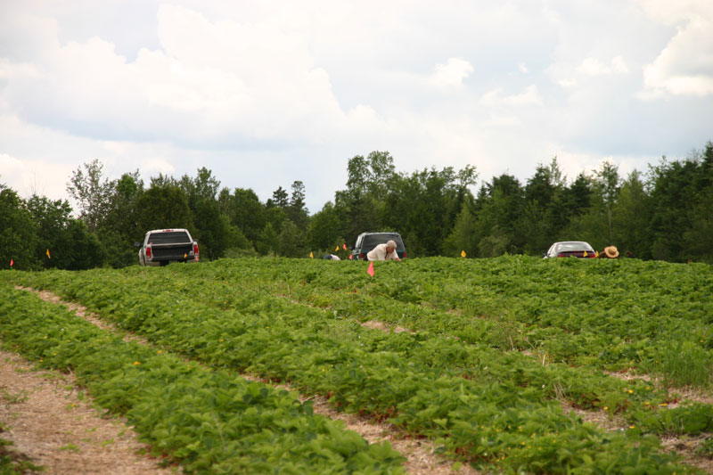 Bilan de mi-saison en assurance récolte 2009 : région de la Chaudière-Appalaches