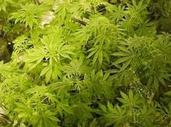 L’opération « Floraison » en cours en Beauce et au Québec