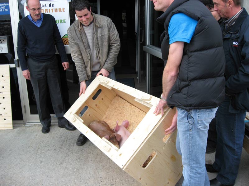 Les producteurs de porcs beaucerons exhortent le gouvernement de respecter ses engagements