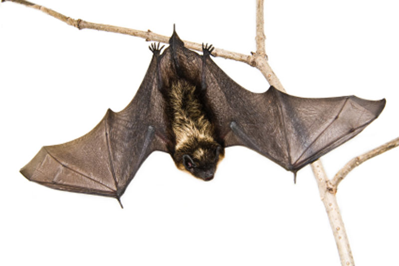 Des cabanes à chauve-souris construites à la Trinité