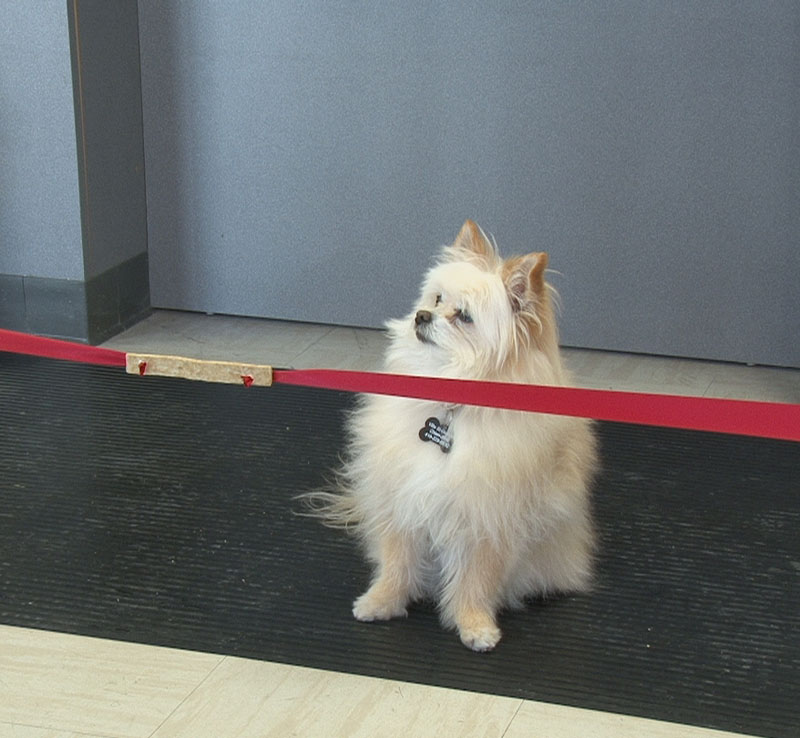 La SPA Beauce-Etchemin retombe sur ses pattes