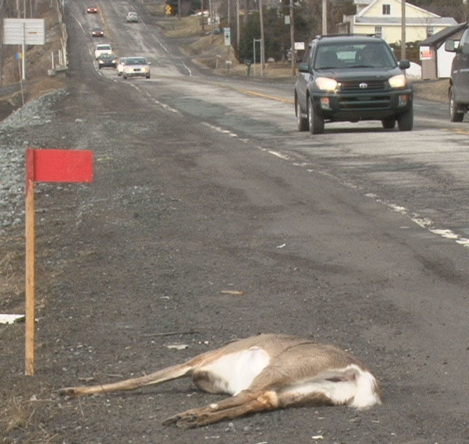 Forte hausse du nombre d'accidents impliquant des chevreuils dans Beauce-Sartigan