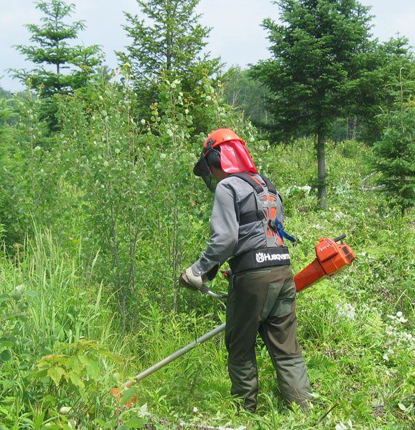 L’Association des propriétaires de boisés de la Beauce dénonce les coupures qui lui sont imposées