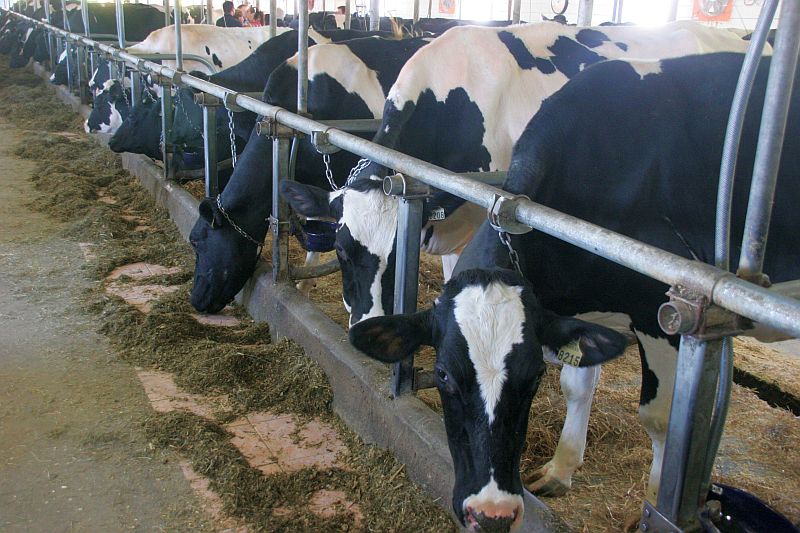 Le quota laitier grimpe de 2 % au Québec