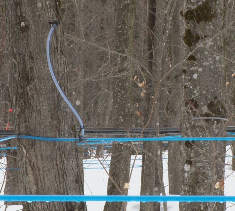 Les Journées acéricoles auront lieu les 18, 19 et 20 janvier prochain en Chaudière-Appalaches