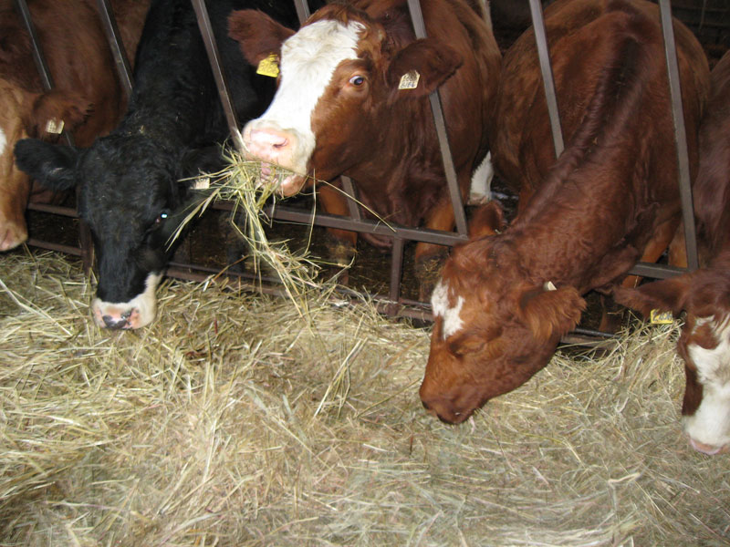 La rencontre pour les producteurs de bovins annulée