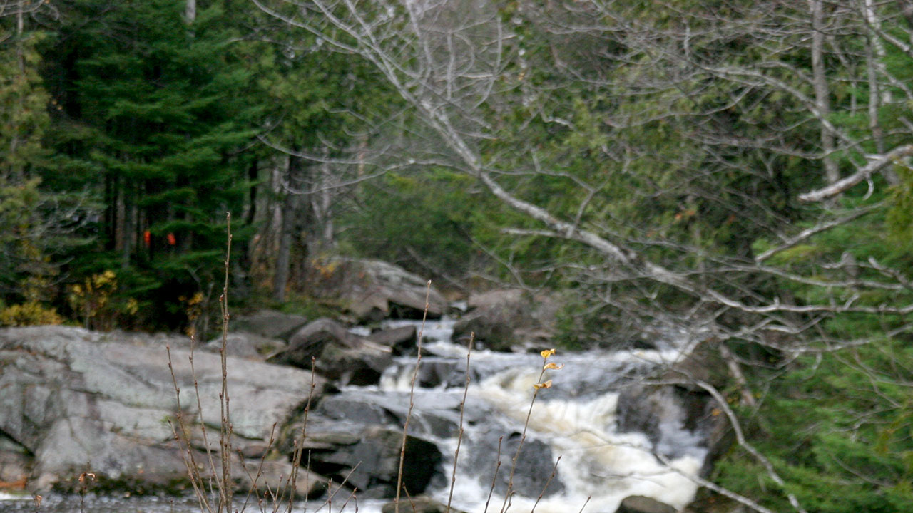 Deux groupements forestiers de la région décrochent leur certification FSC