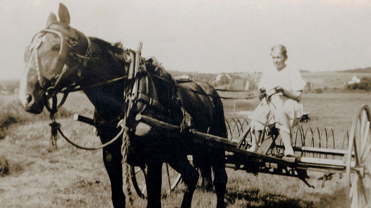 Omniprésence du cheval en Beauce il y a 100 ans