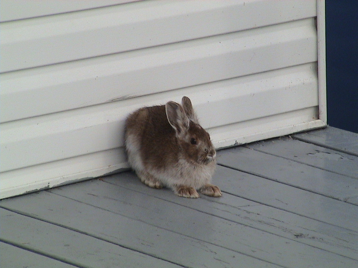 De la belle Visite d'automne