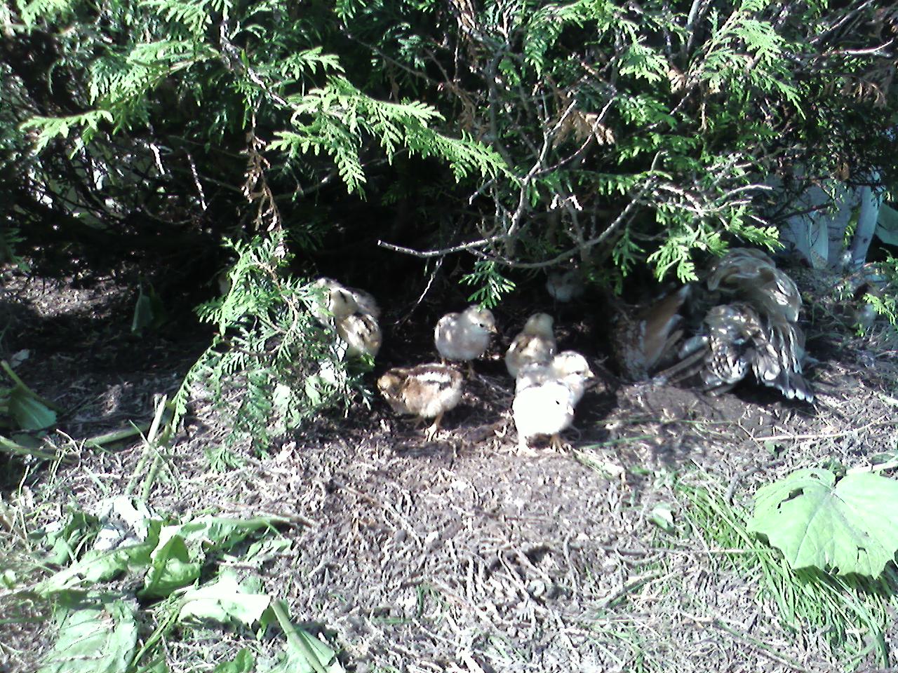 Nés le 3 juillet a St-Côme