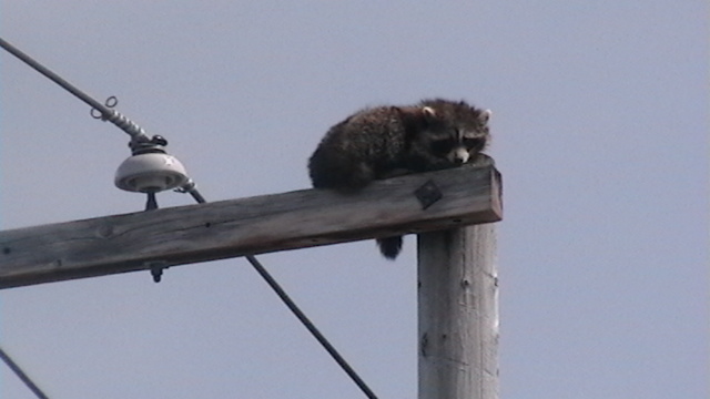 Un raton dans les hauteurs