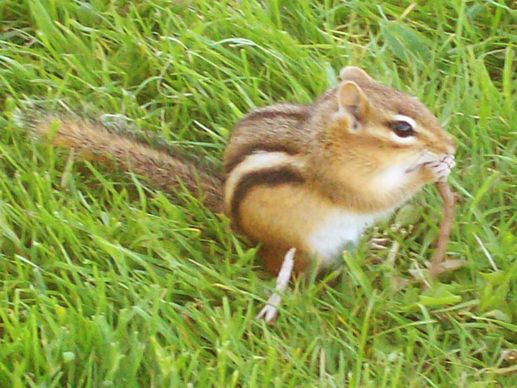 Écureuil étrange