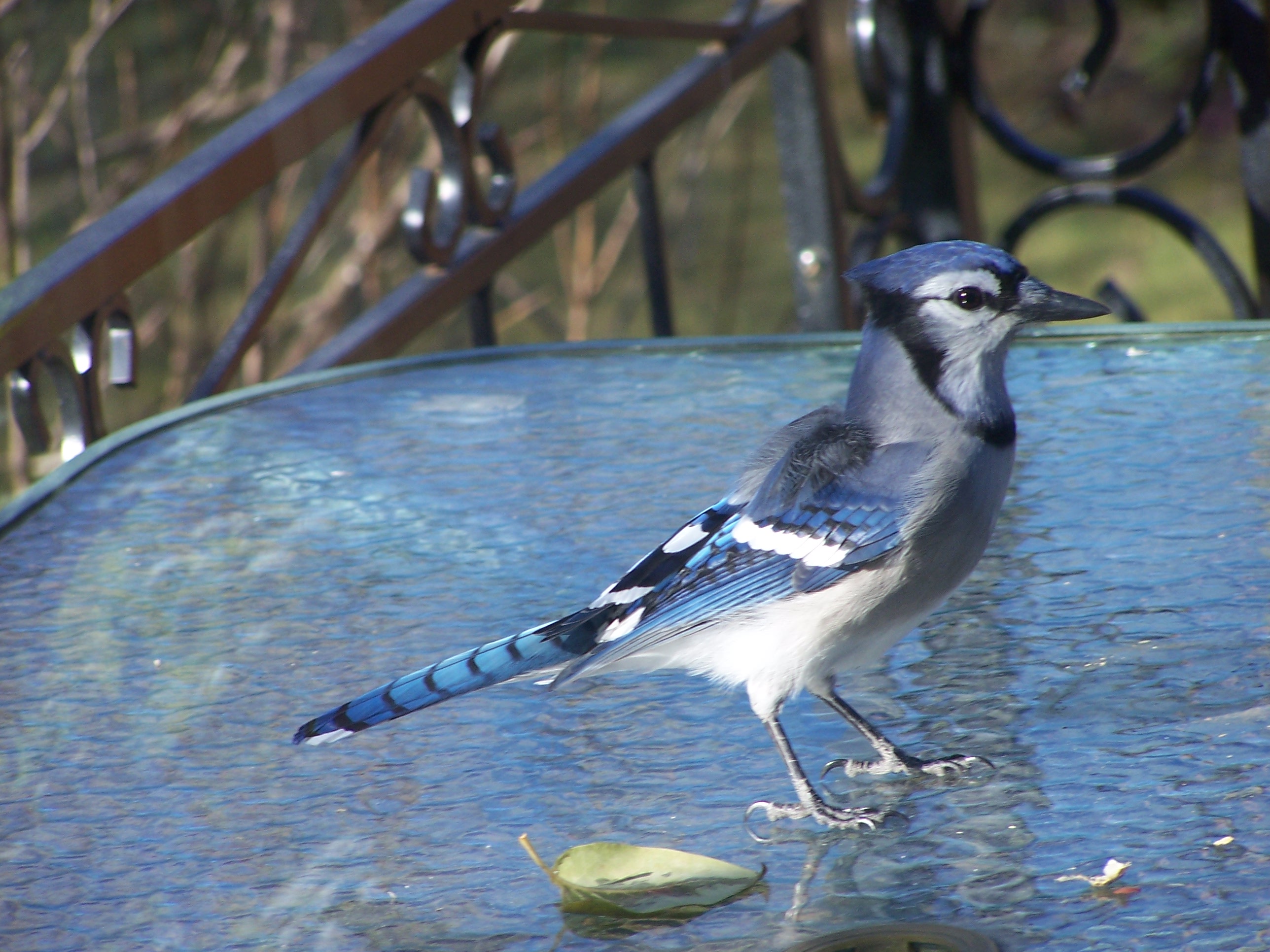 BlueJay 