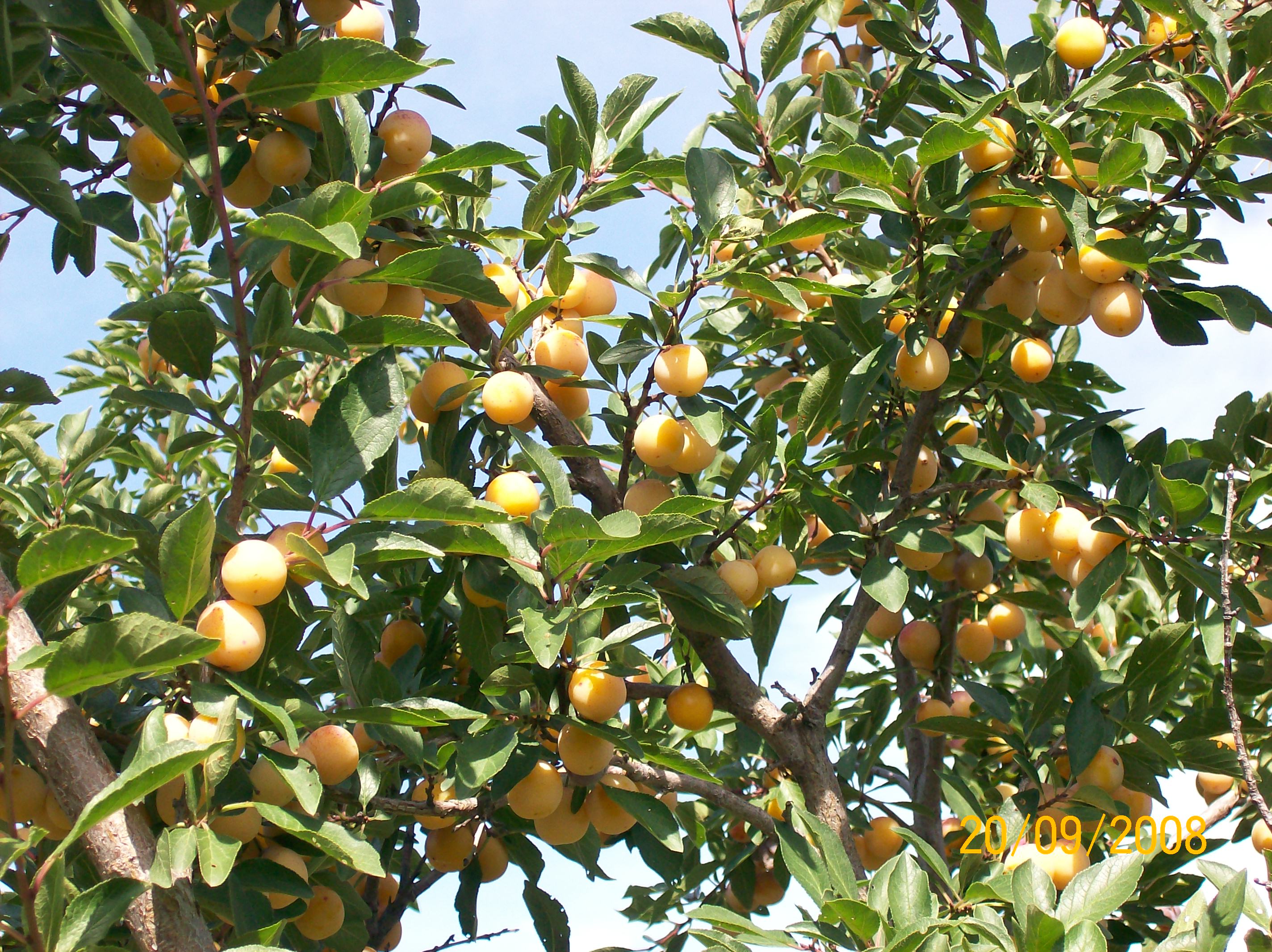 Abondance de petites prunes au Verger à Ti-Paul