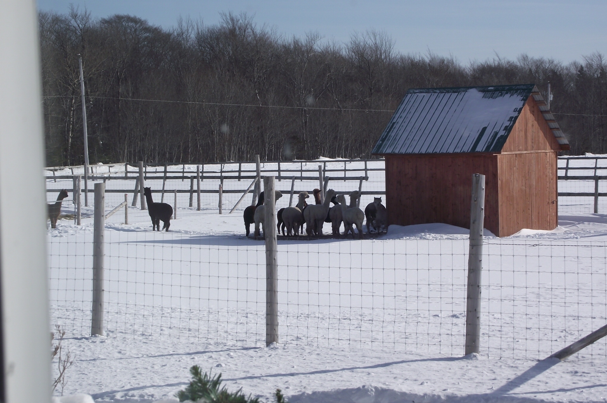 Alpagas de la Montagne