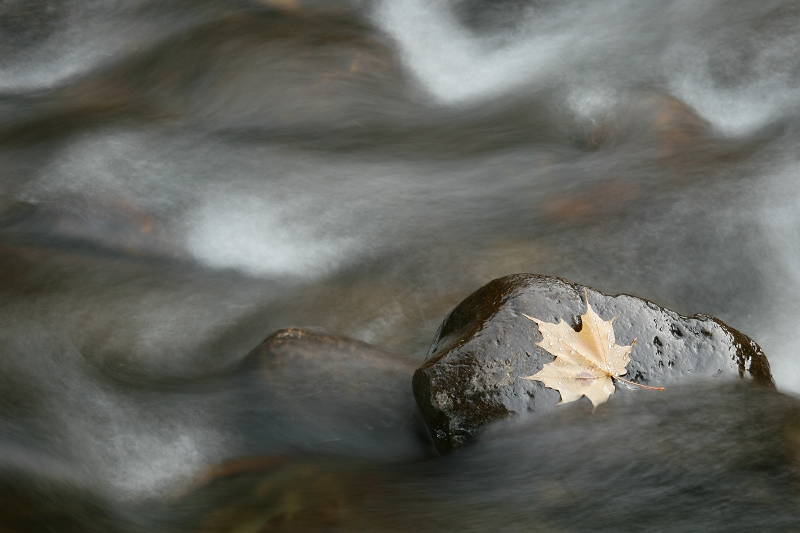 Eau voluptueuse et feuille solitaire