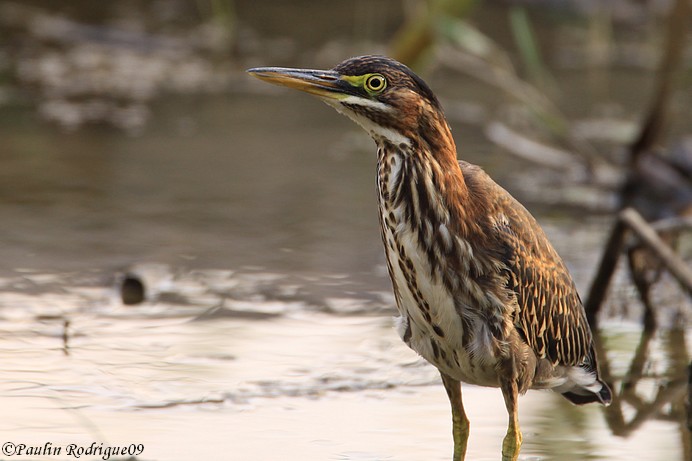 Héron vert juvénile