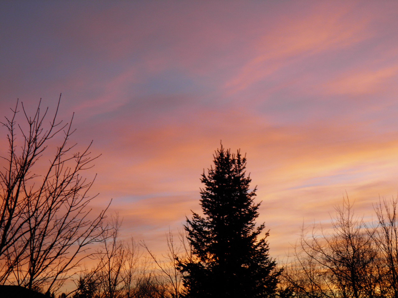 Le paysage et arbres dans mon coin