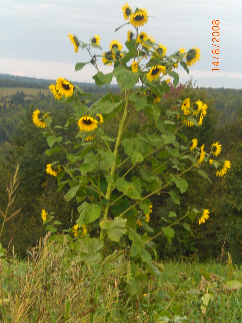 tournesol