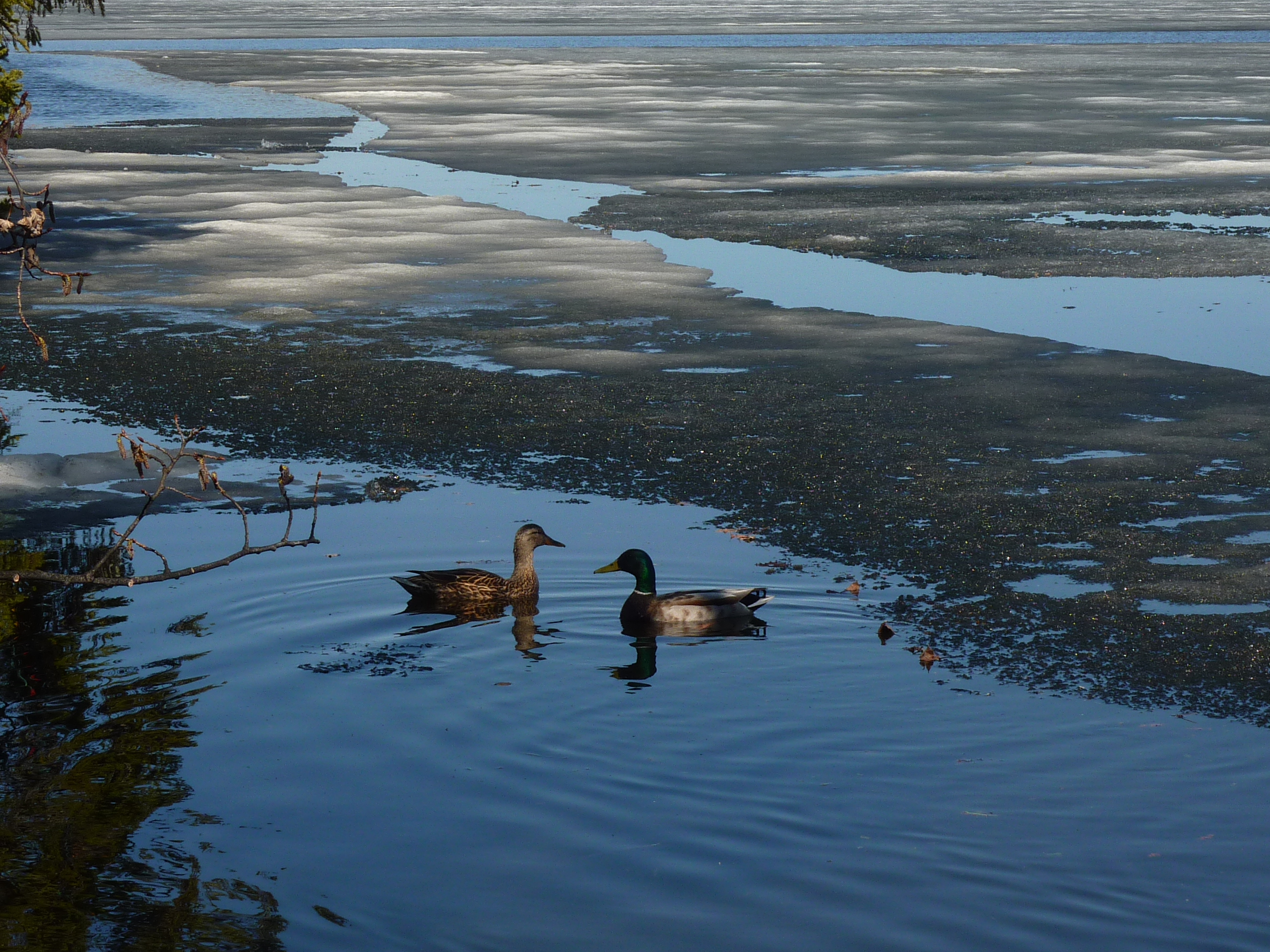  Vue sur le Lac Fortin