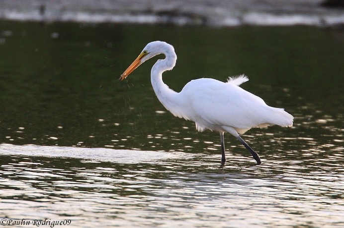 Grande aigrette 