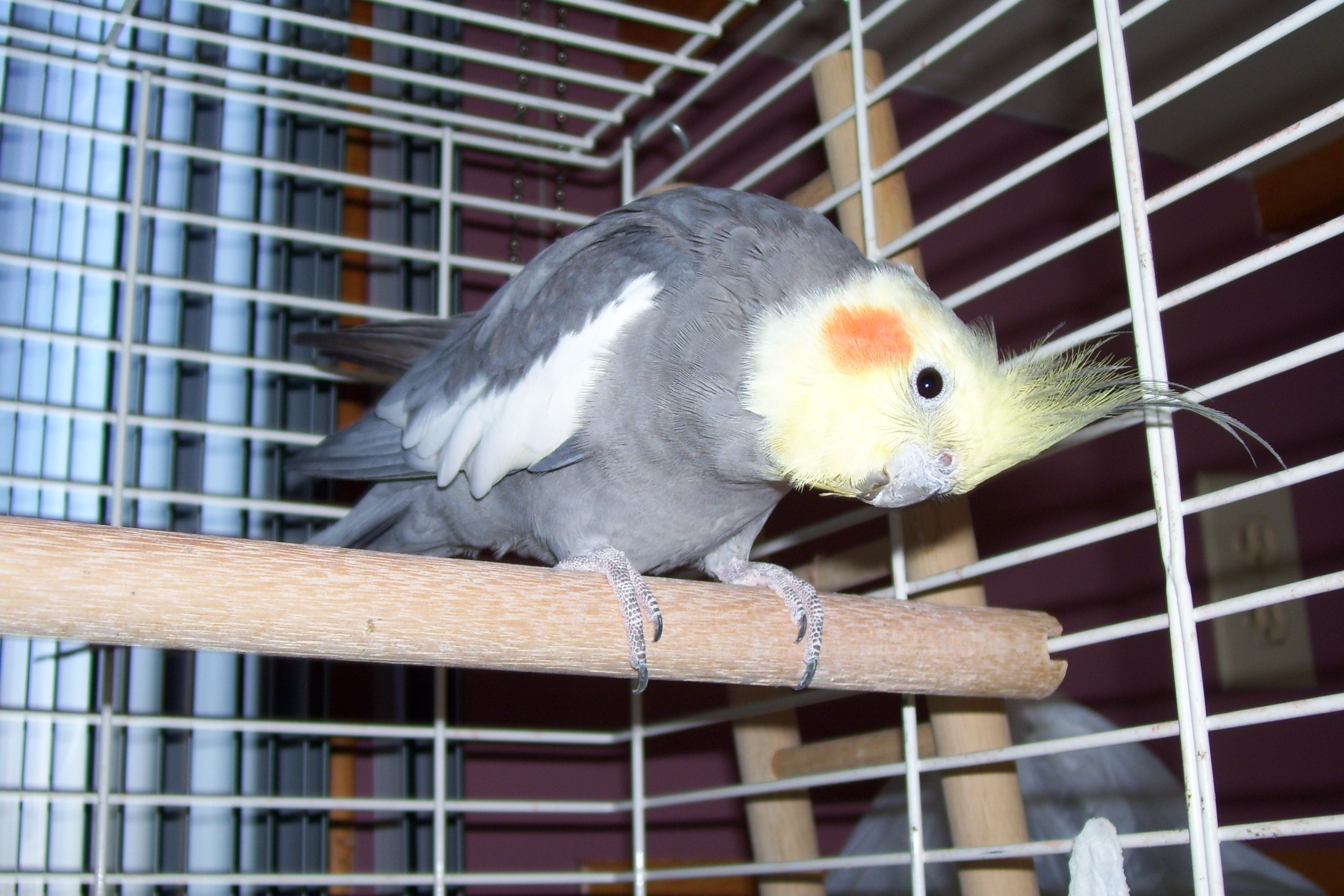 Coucou, je m'appelle Rico