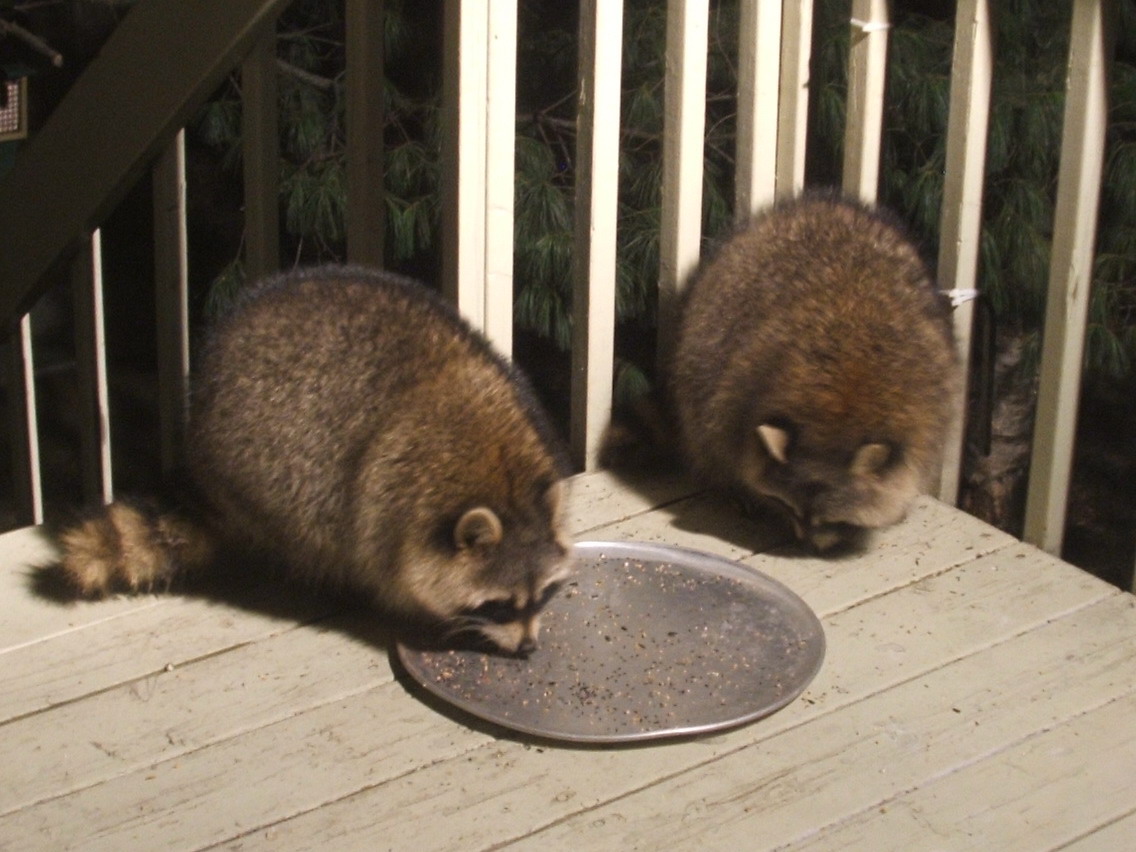 Son petit frere aussi