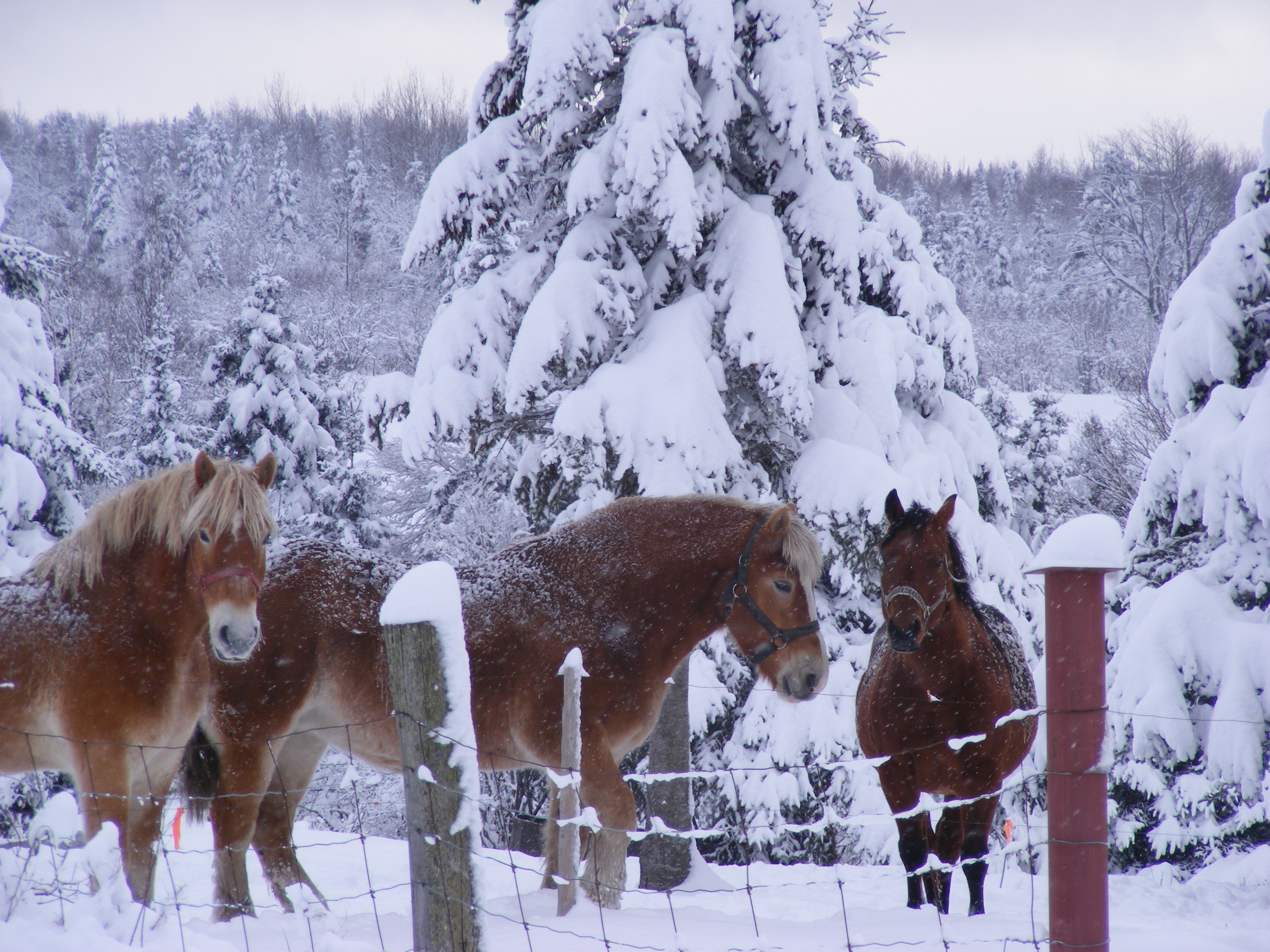 beaux chevaux
