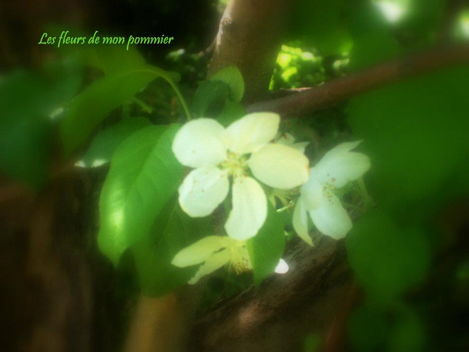 Fleurs de pommier