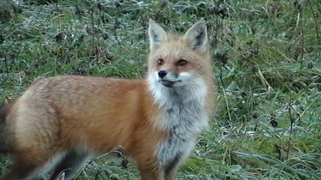 Un renard sur les rives de la du loup  à St-Côme